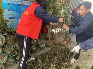 擁抱春天，播種綠色丨中原奧起黨支部開展植樹節(jié)活動(dòng)